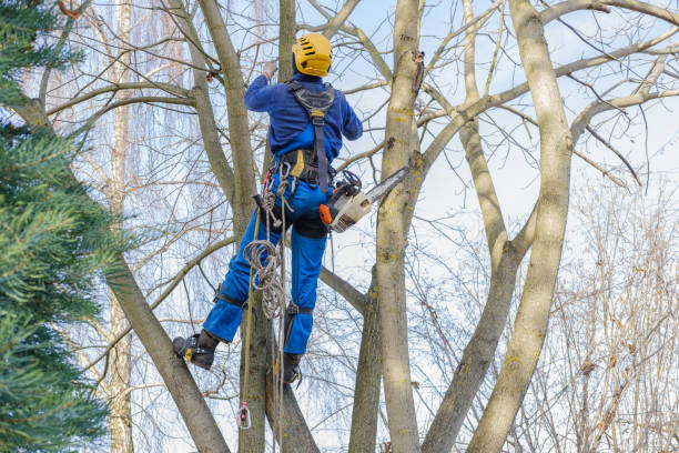 Best Stump Grinding and Removal  in Harrisonville, MO