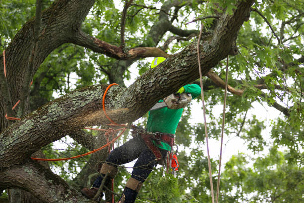 Professional Tree Removal Services in Harrisonville, MO