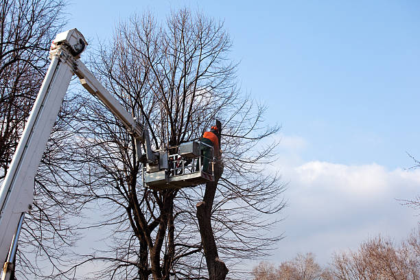 Best Tree Fertilization  in Harrisonville, MO